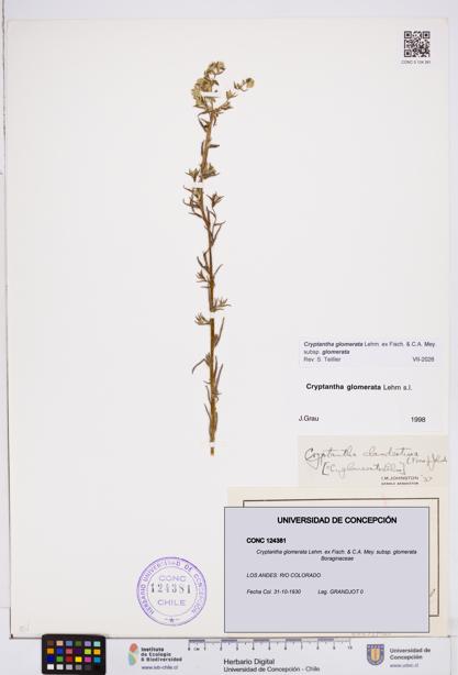 Cryptantha glomerata subsp. glomerata [Espécimen: ]