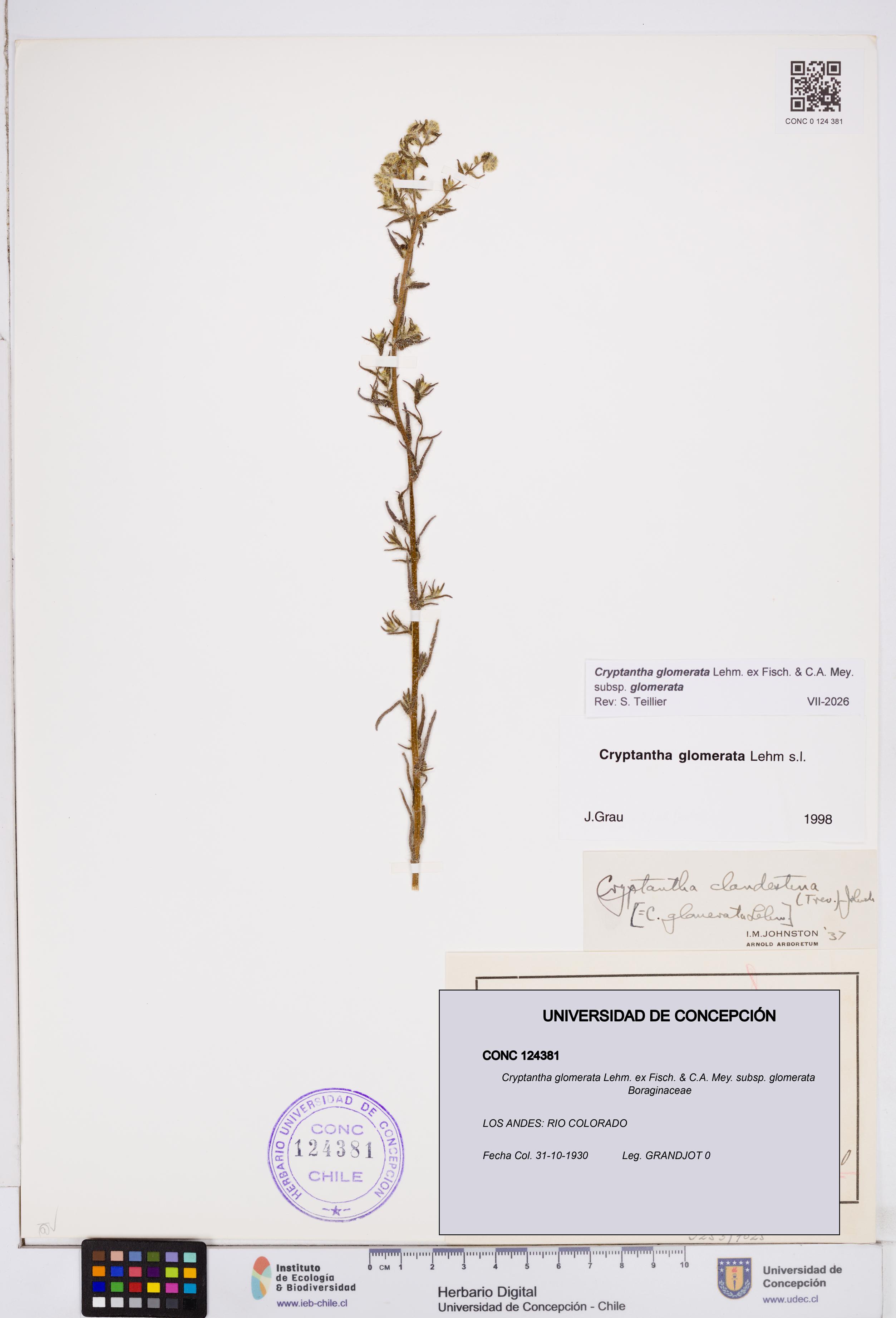 Cryptantha glomerata subsp. glomerata [Espécimen: ]