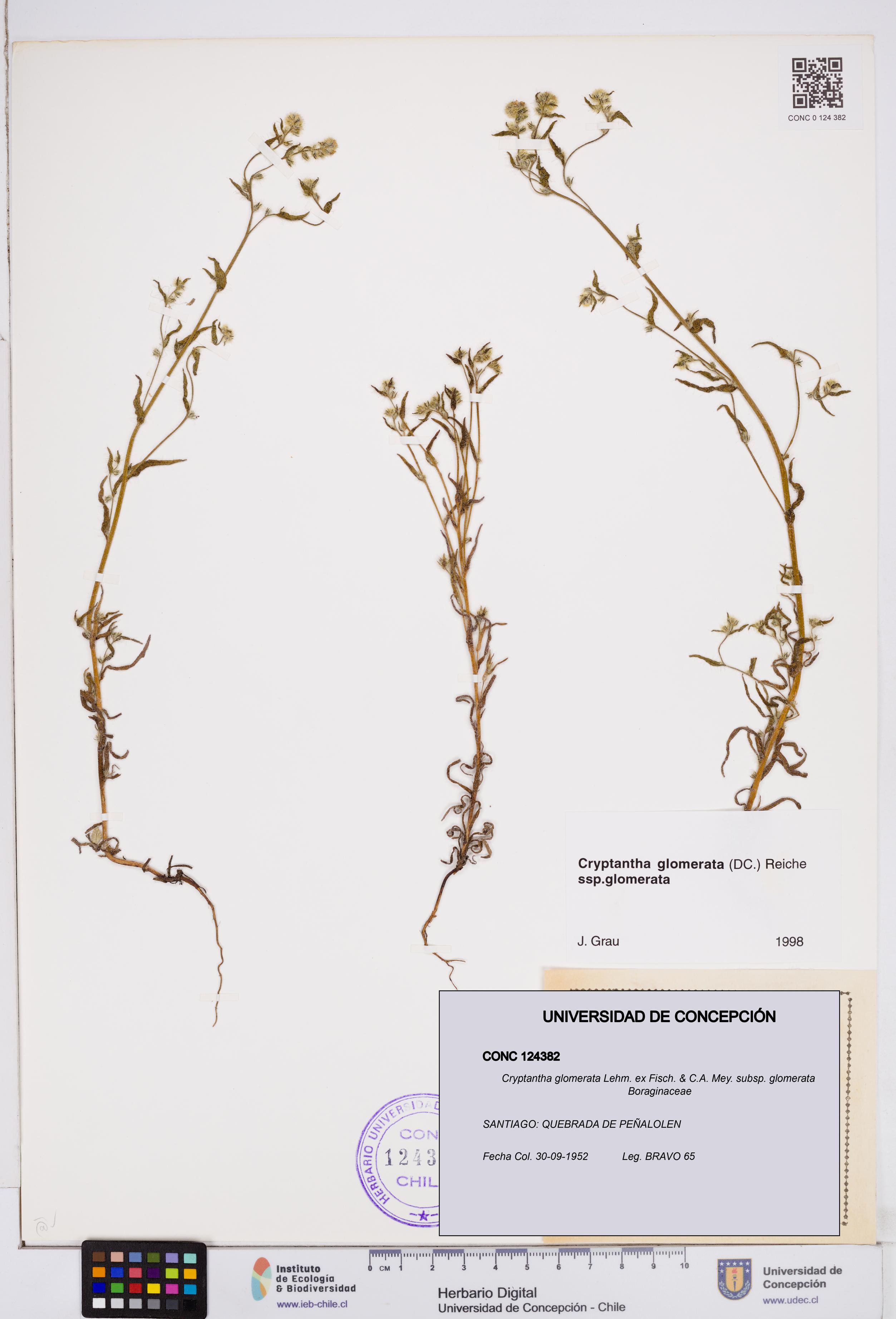 Cryptantha glomerata subsp. glomerata [Espécimen: ]