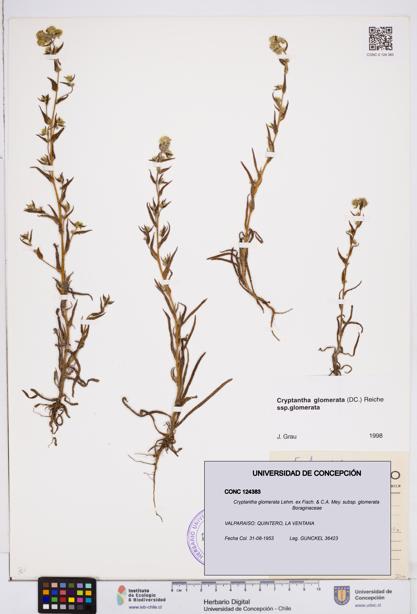 Cryptantha glomerata subsp. glomerata [Espécimen: ]