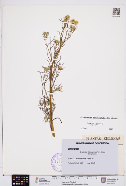 Cryptantha dolichophylla [Espécimen: ]