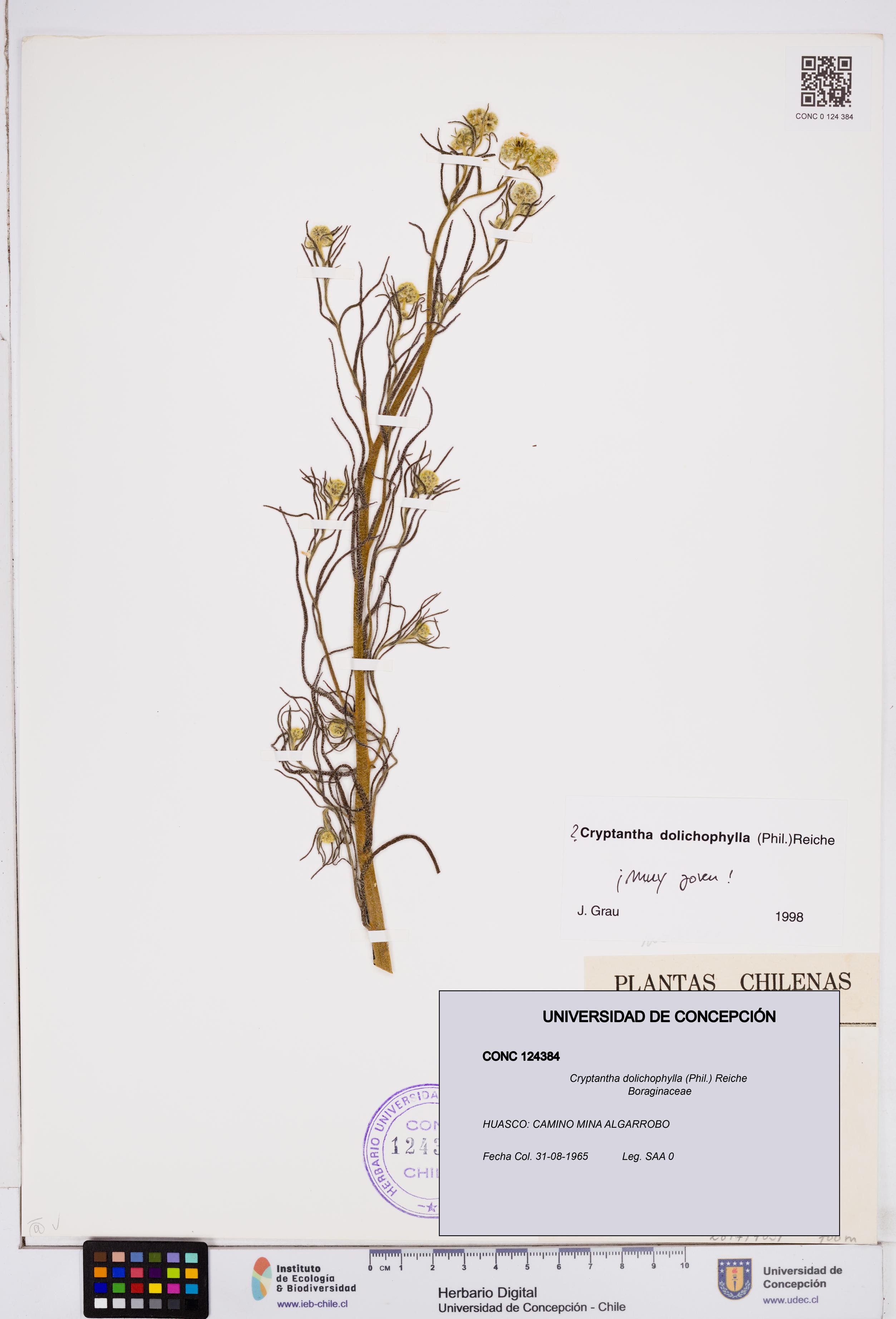 Cryptantha dolichophylla [Espécimen: ]