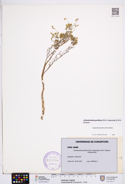 Johnstonella parviflora [Espécimen: ]