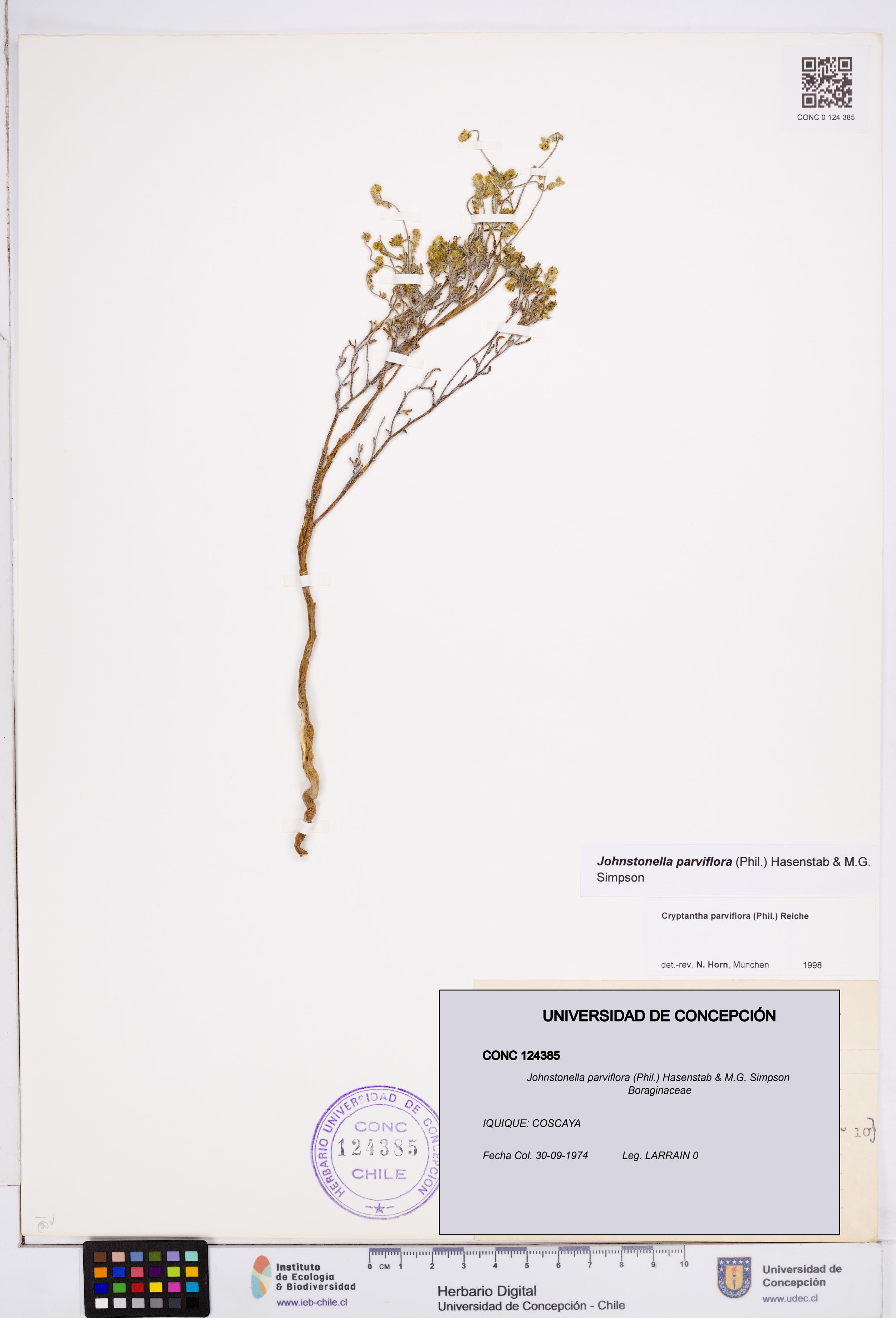 Johnstonella parviflora [Espécimen: ]
