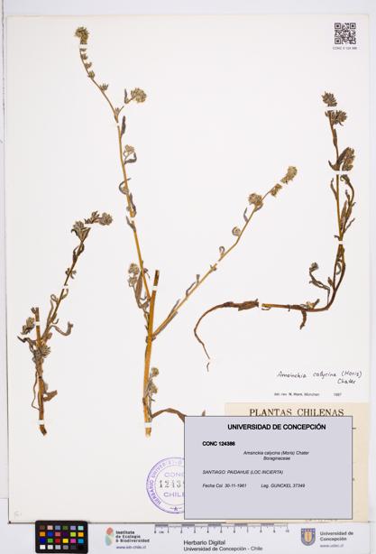 Amsinckia calycina [Espécimen: ]