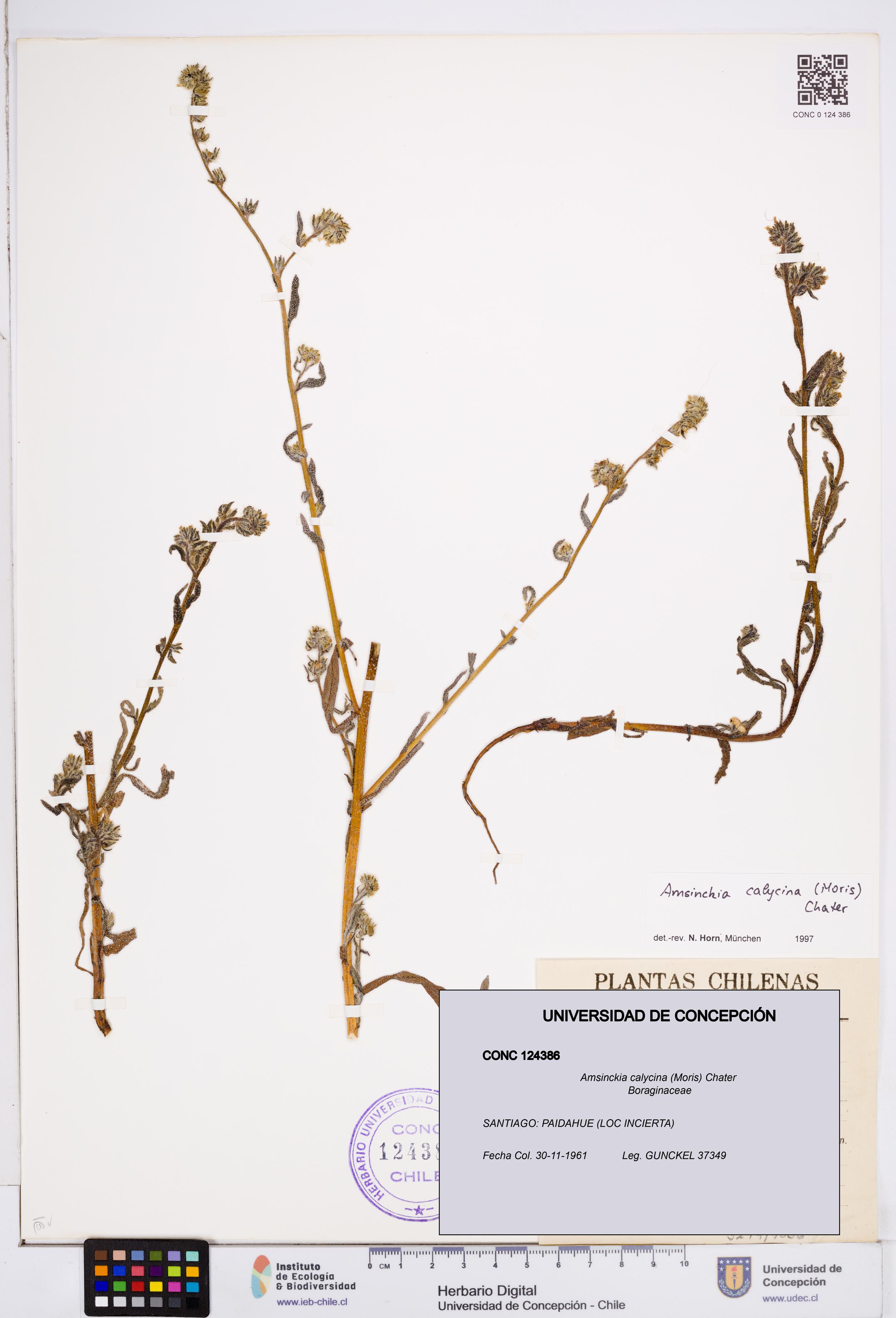 Amsinckia calycina [Espécimen: ]