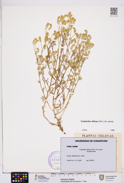 Cryptantha diffusa [Espécimen: ]