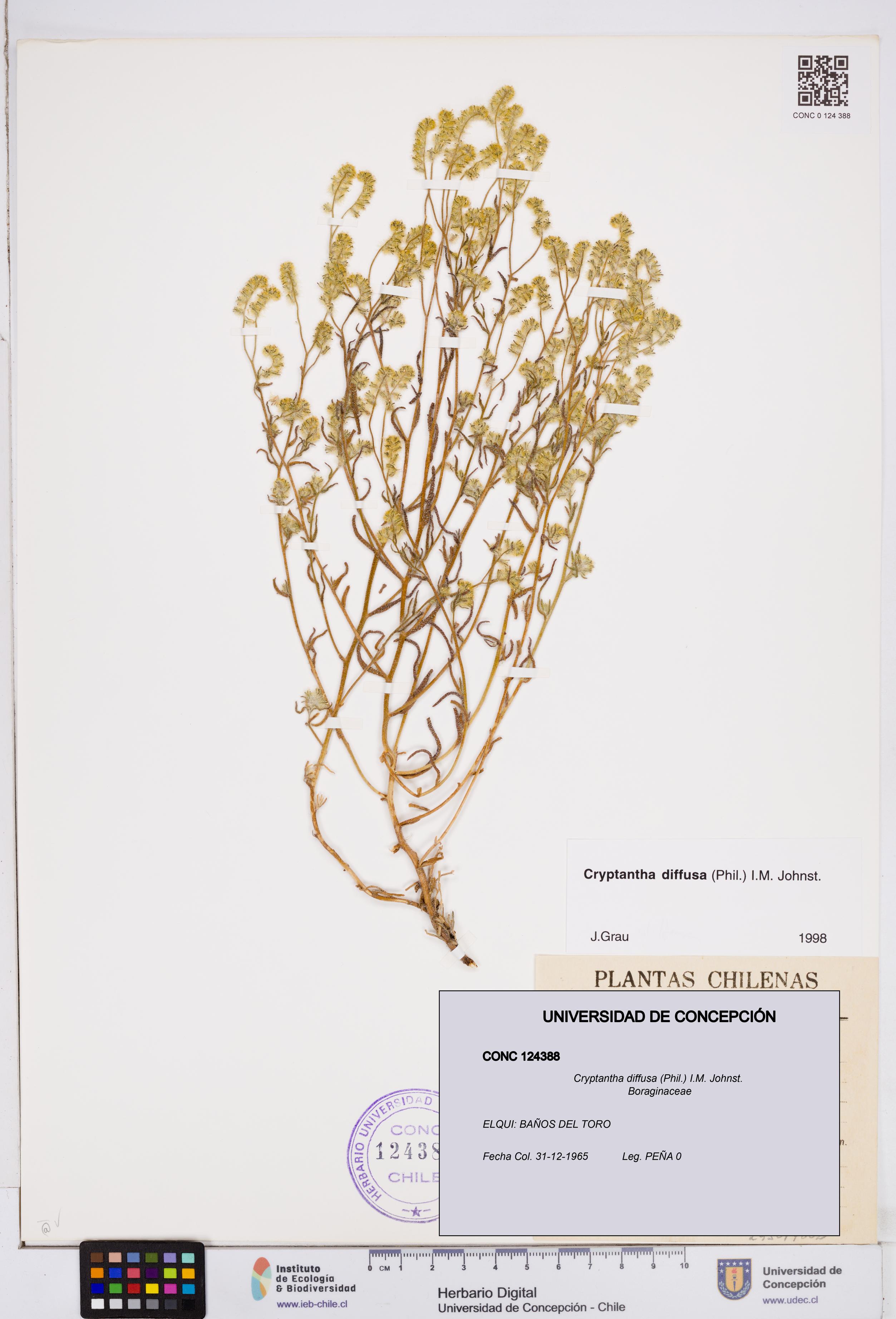 Cryptantha diffusa [Espécimen: ]