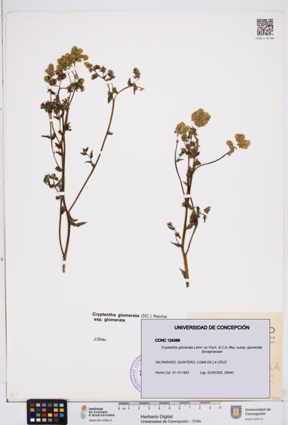 Cryptantha glomerata subsp. glomerata [Espécimen: ]
