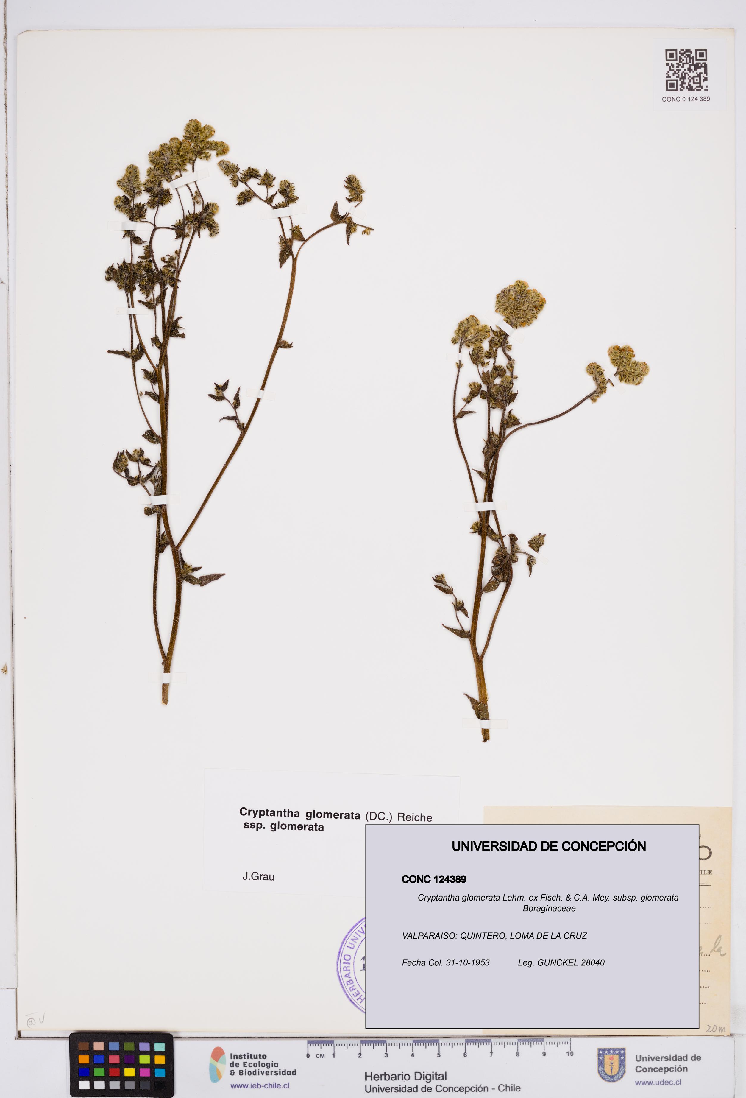 Cryptantha glomerata subsp. glomerata [Espécimen: ]