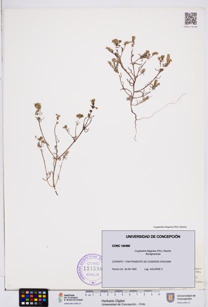 Cryptantha filaginea [Espécimen: ]