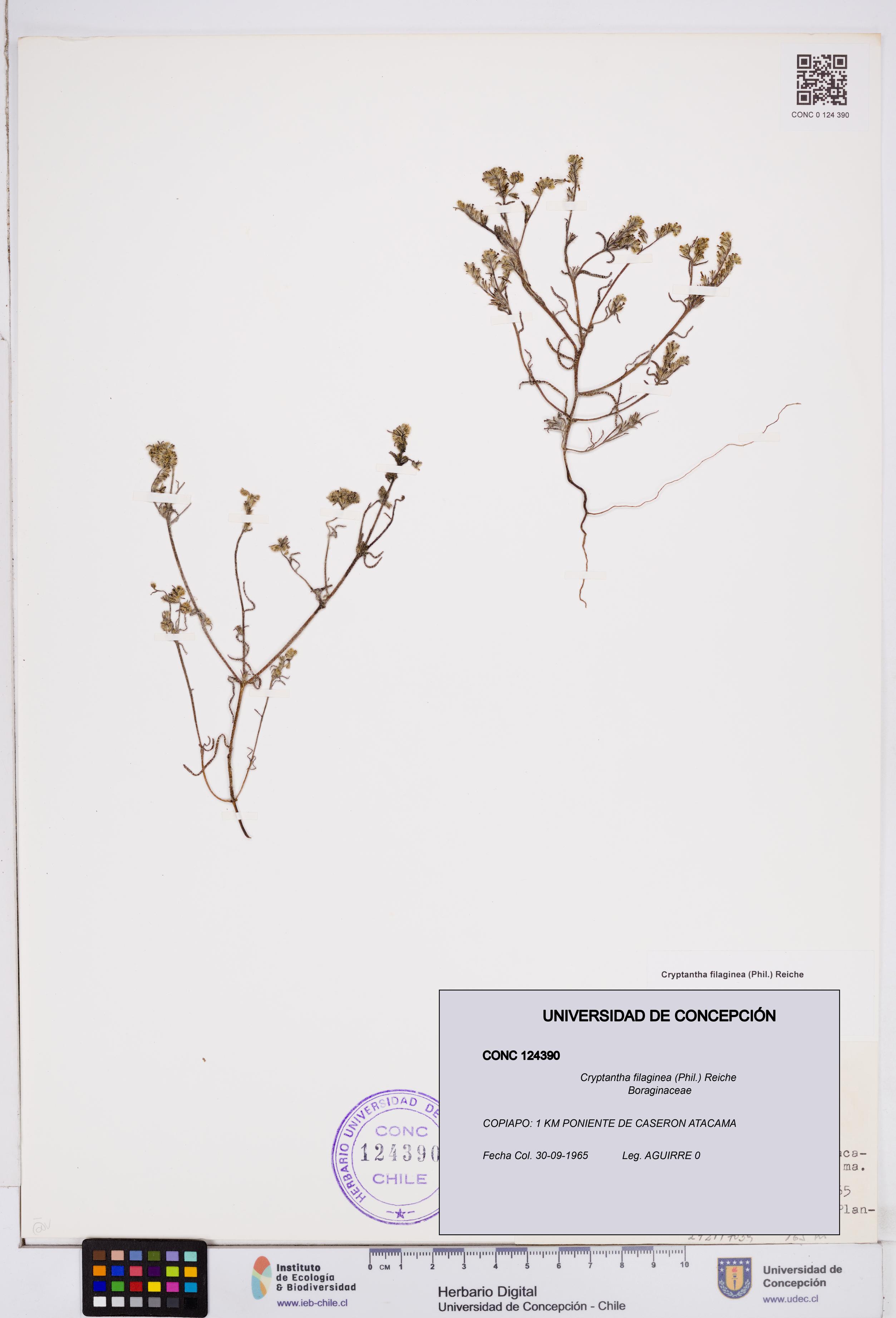Cryptantha filaginea [Espécimen: ]