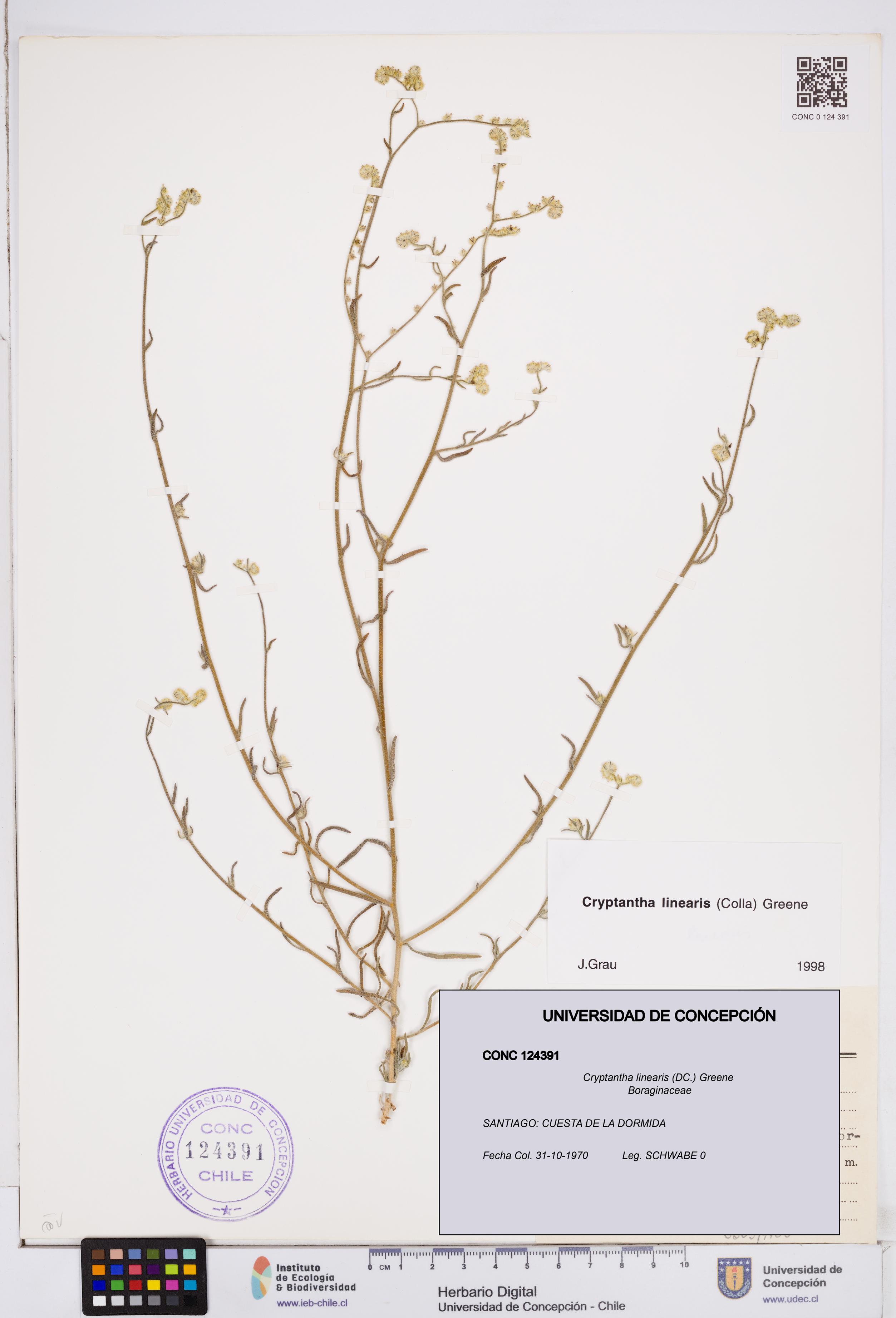 Cryptantha linearis [Espécimen: ]