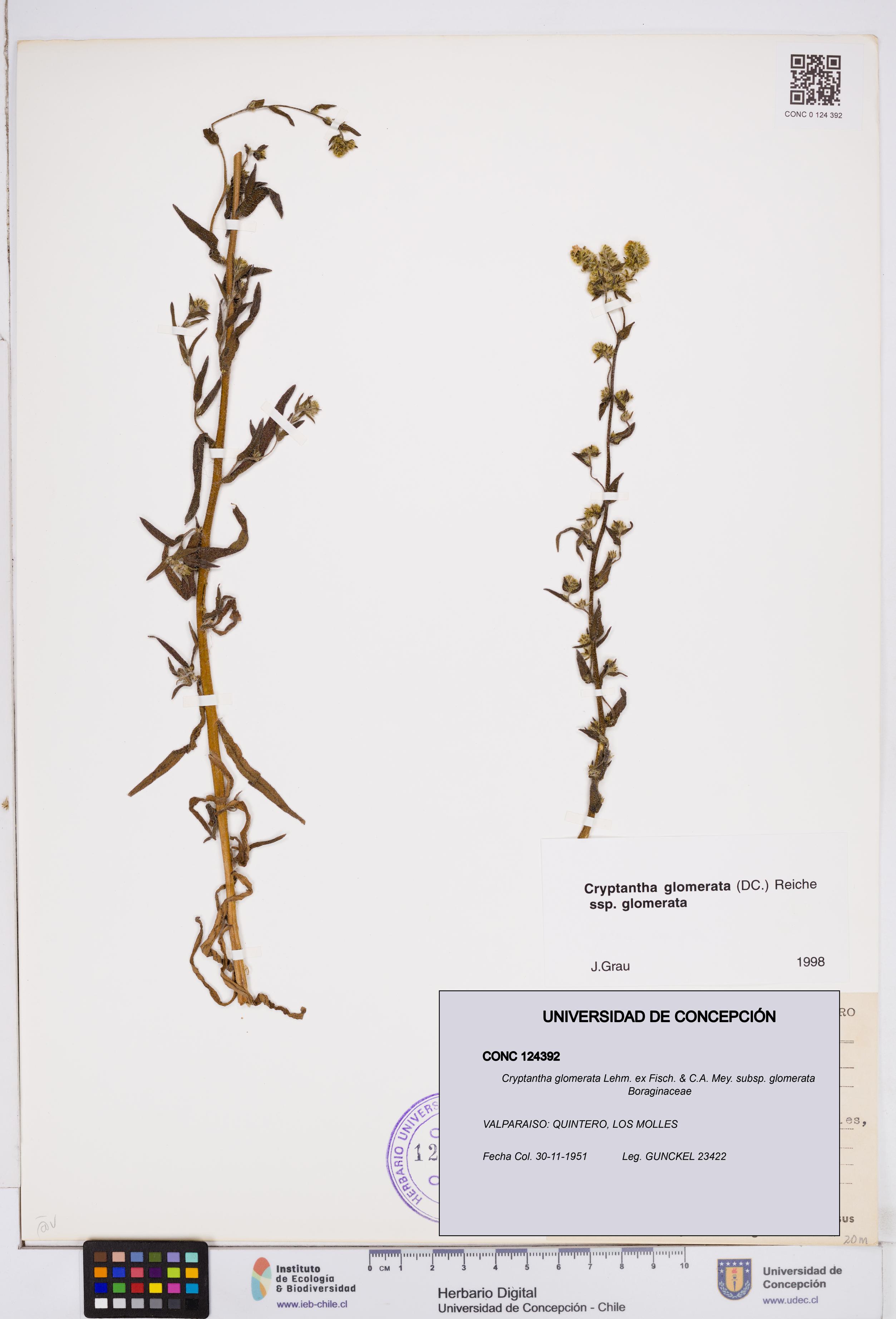 Cryptantha glomerata subsp. glomerata [Espécimen: ]