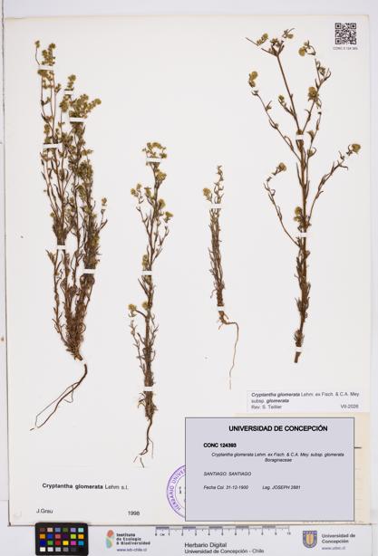 Cryptantha glomerata subsp. glomerata [Espécimen: ]