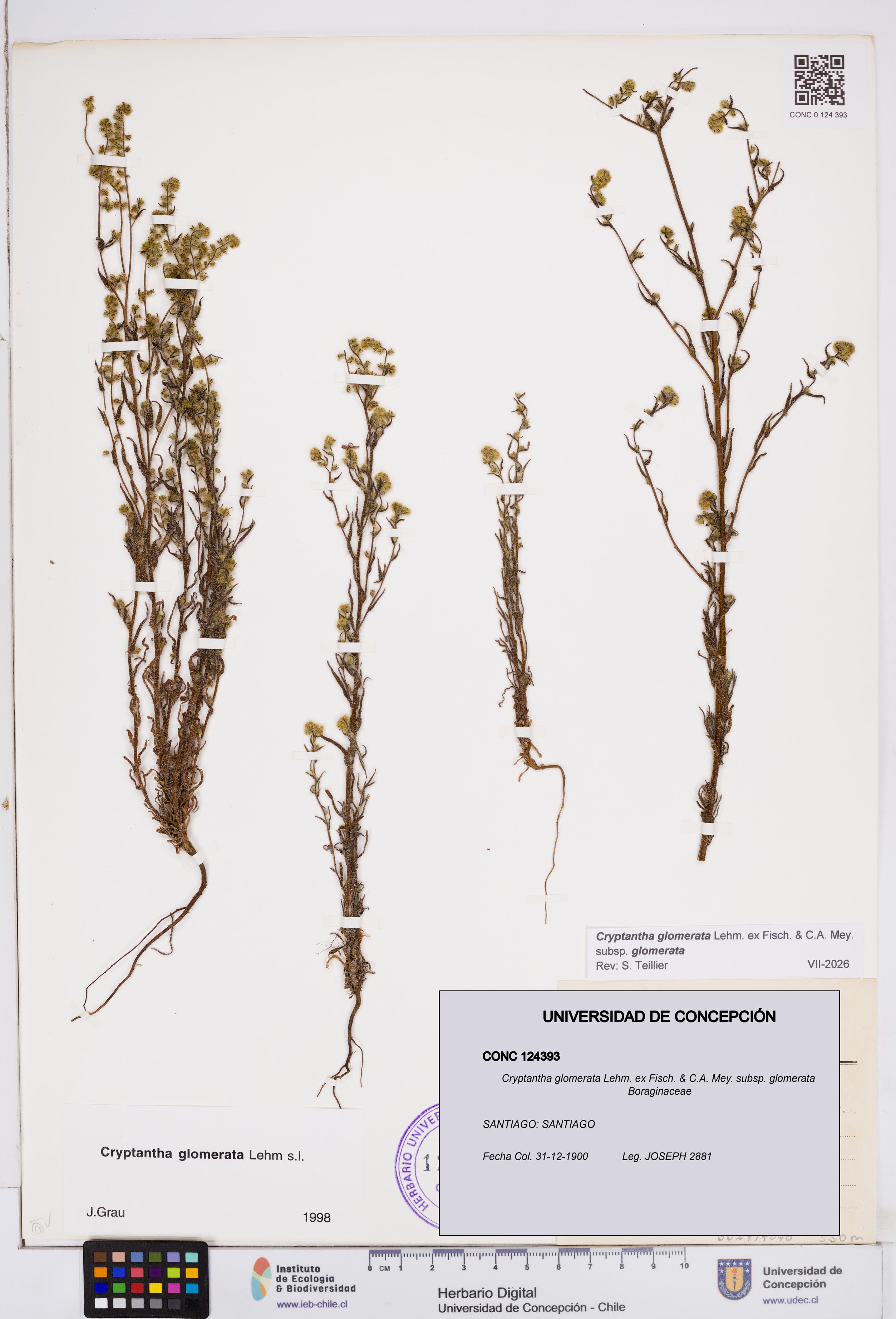 Cryptantha glomerata subsp. glomerata [Espécimen: ]
