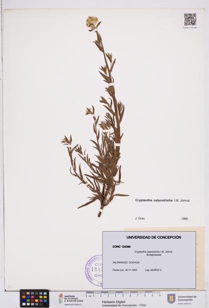 Cryptantha calycotricha [Espécimen: ]