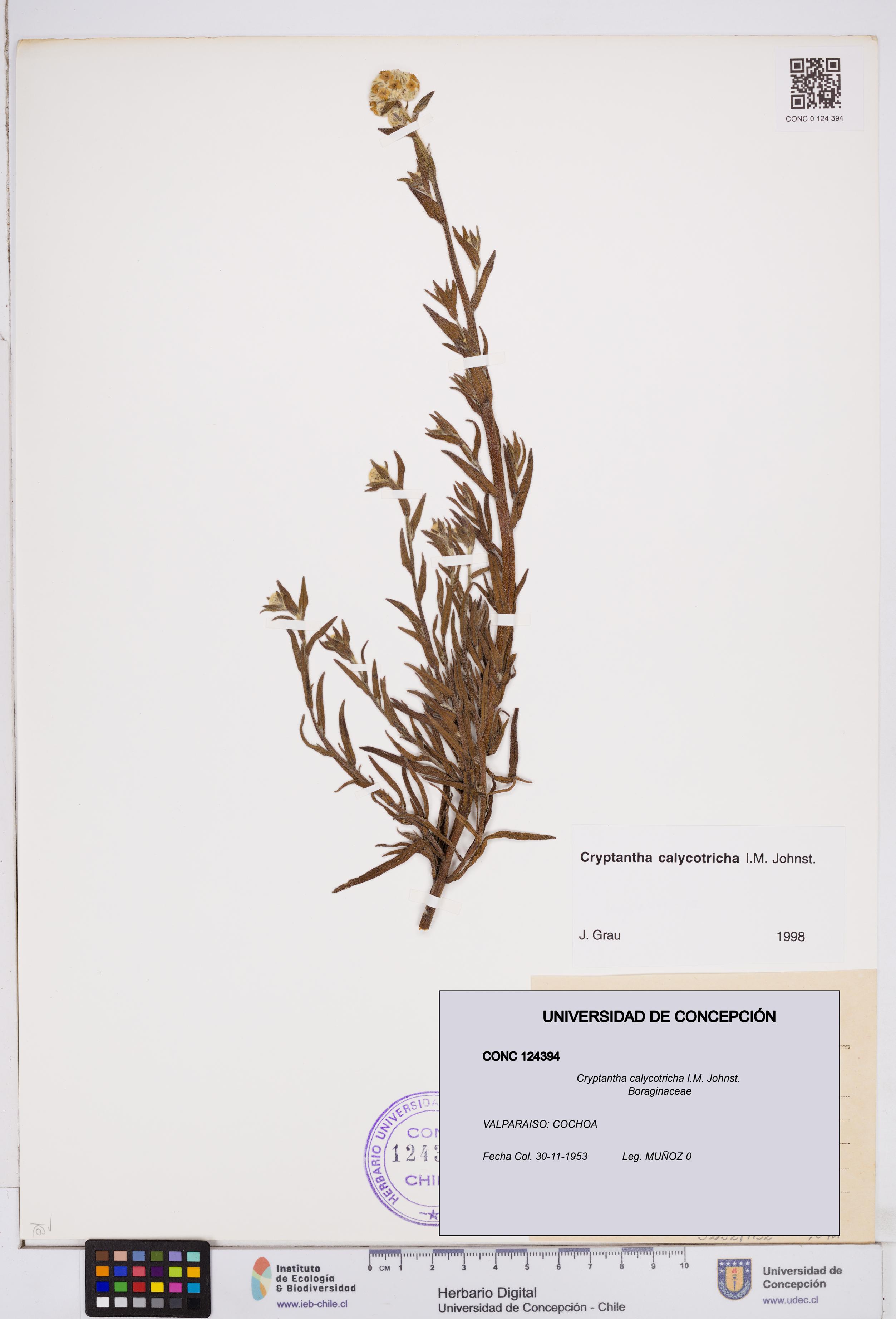 Cryptantha calycotricha [Espécimen: ]