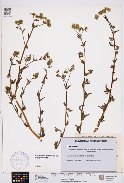 Cryptantha glomerata subsp. glomerata [Espécimen: ]