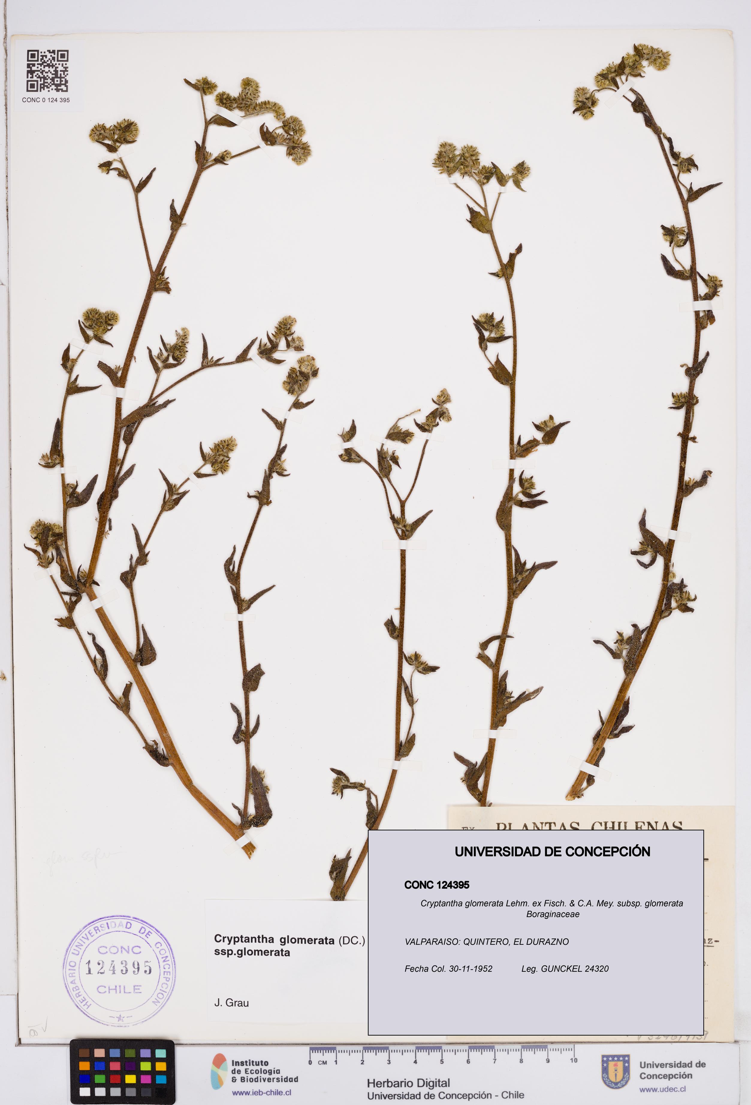 Cryptantha glomerata subsp. glomerata [Espécimen: ]