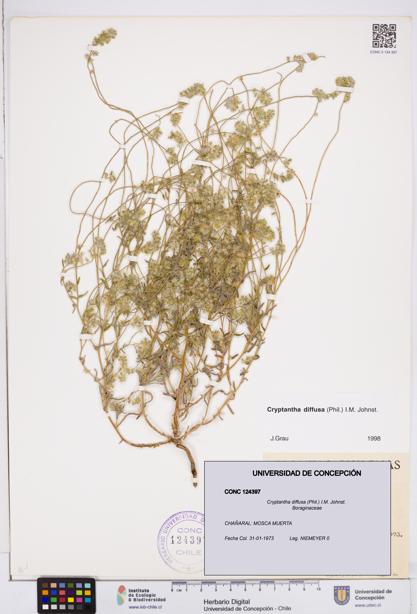 Cryptantha diffusa [Espécimen: ]