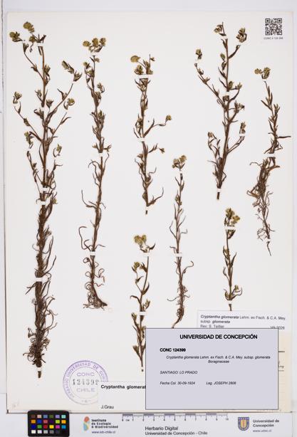 Cryptantha glomerata subsp. glomerata [Espécimen: ]