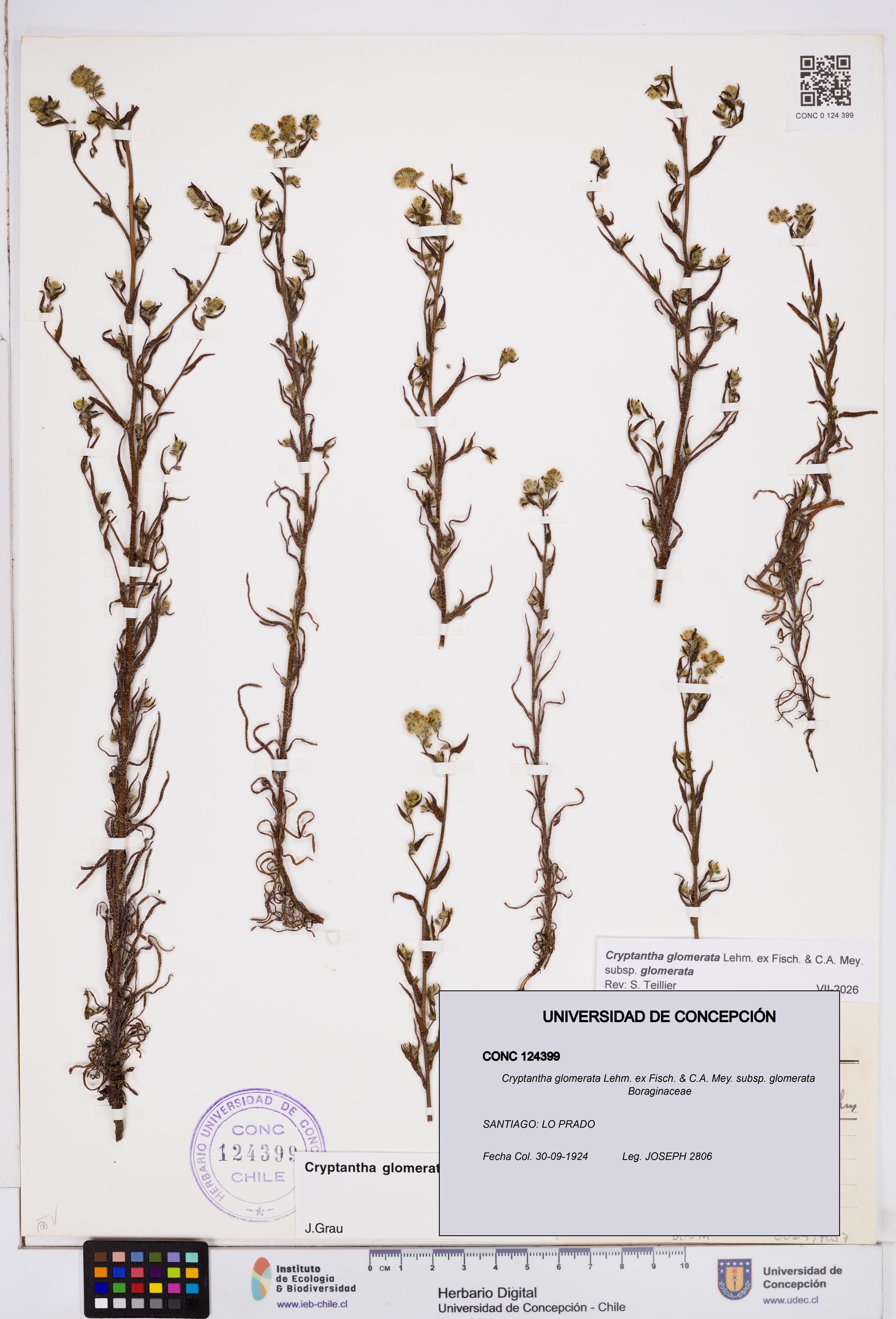 Cryptantha glomerata subsp. glomerata [Espécimen: ]