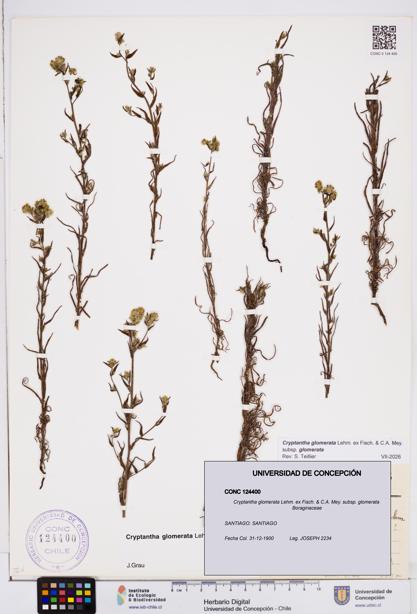 Cryptantha glomerata subsp. glomerata [Espécimen: ]