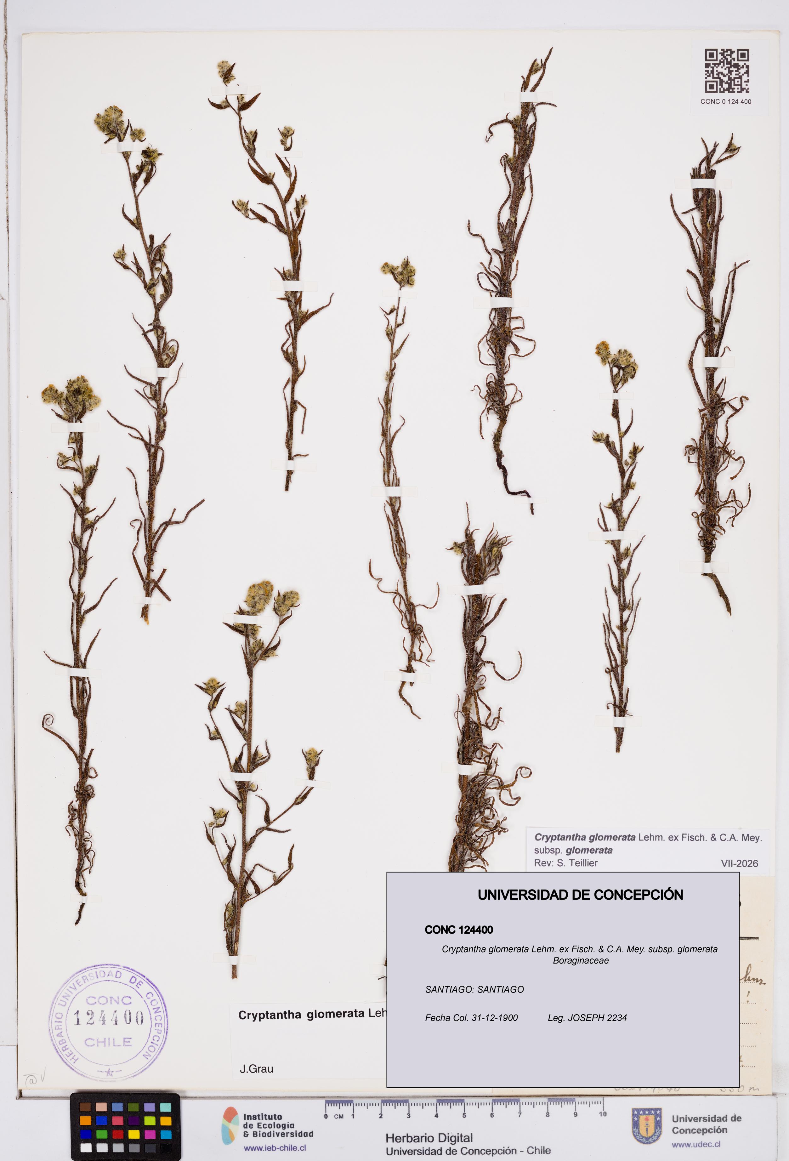 Cryptantha glomerata subsp. glomerata [Espécimen: ]