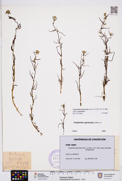 Cryptantha glomerata subsp. glomerata [Espécimen: ]