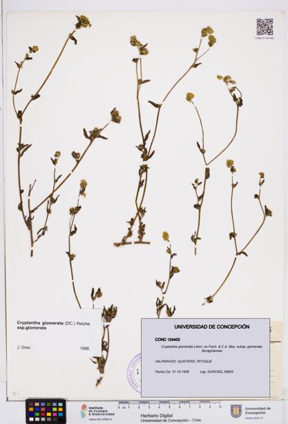 Cryptantha glomerata subsp. glomerata [Espécimen: ]