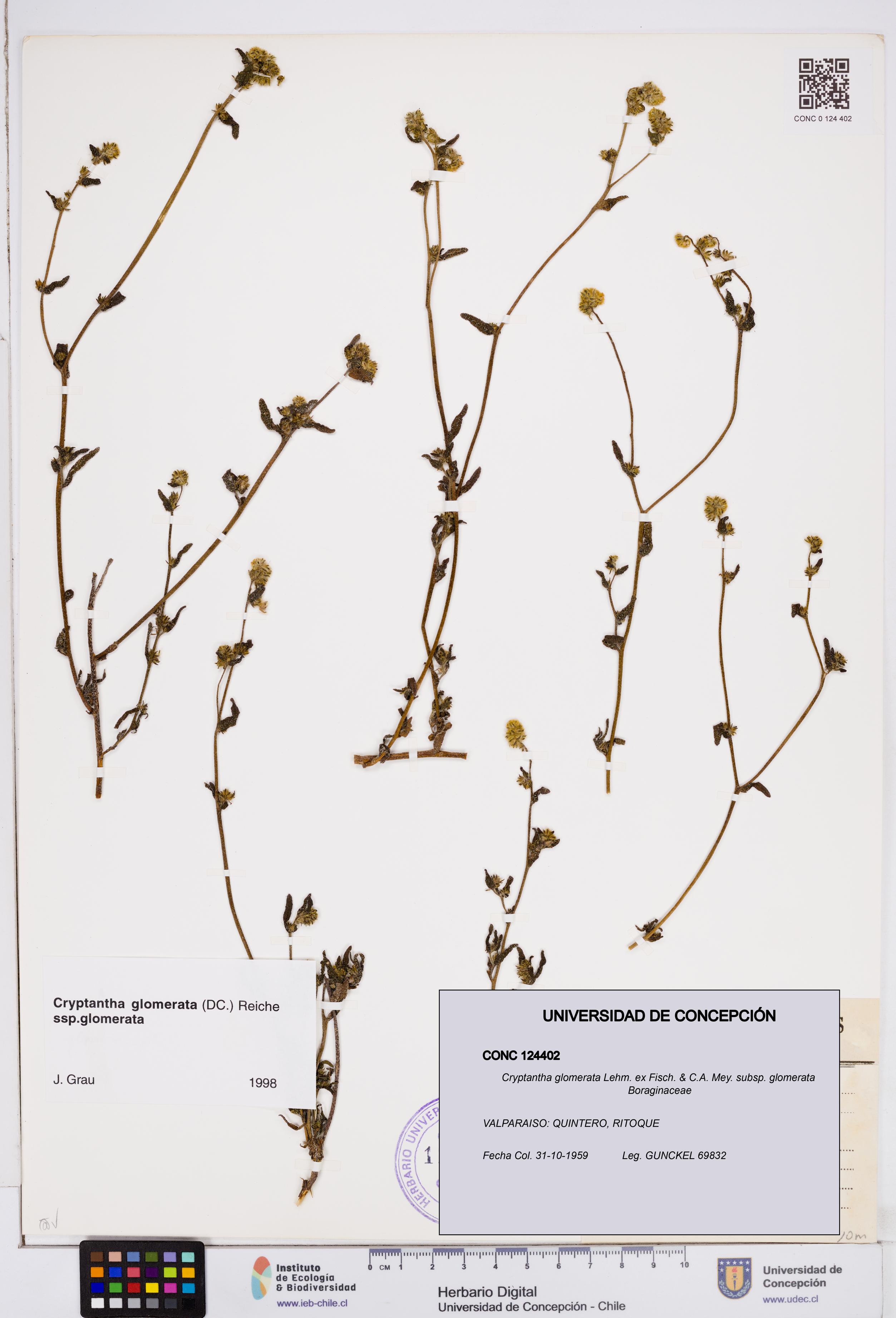 Cryptantha glomerata subsp. glomerata [Espécimen: ]