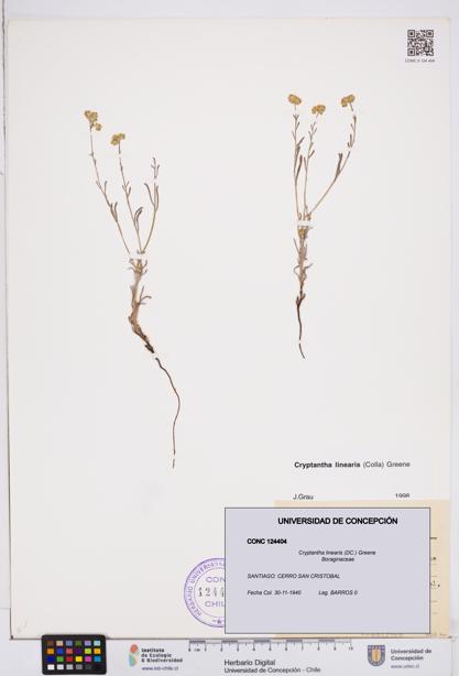 Cryptantha linearis [Espécimen: ]