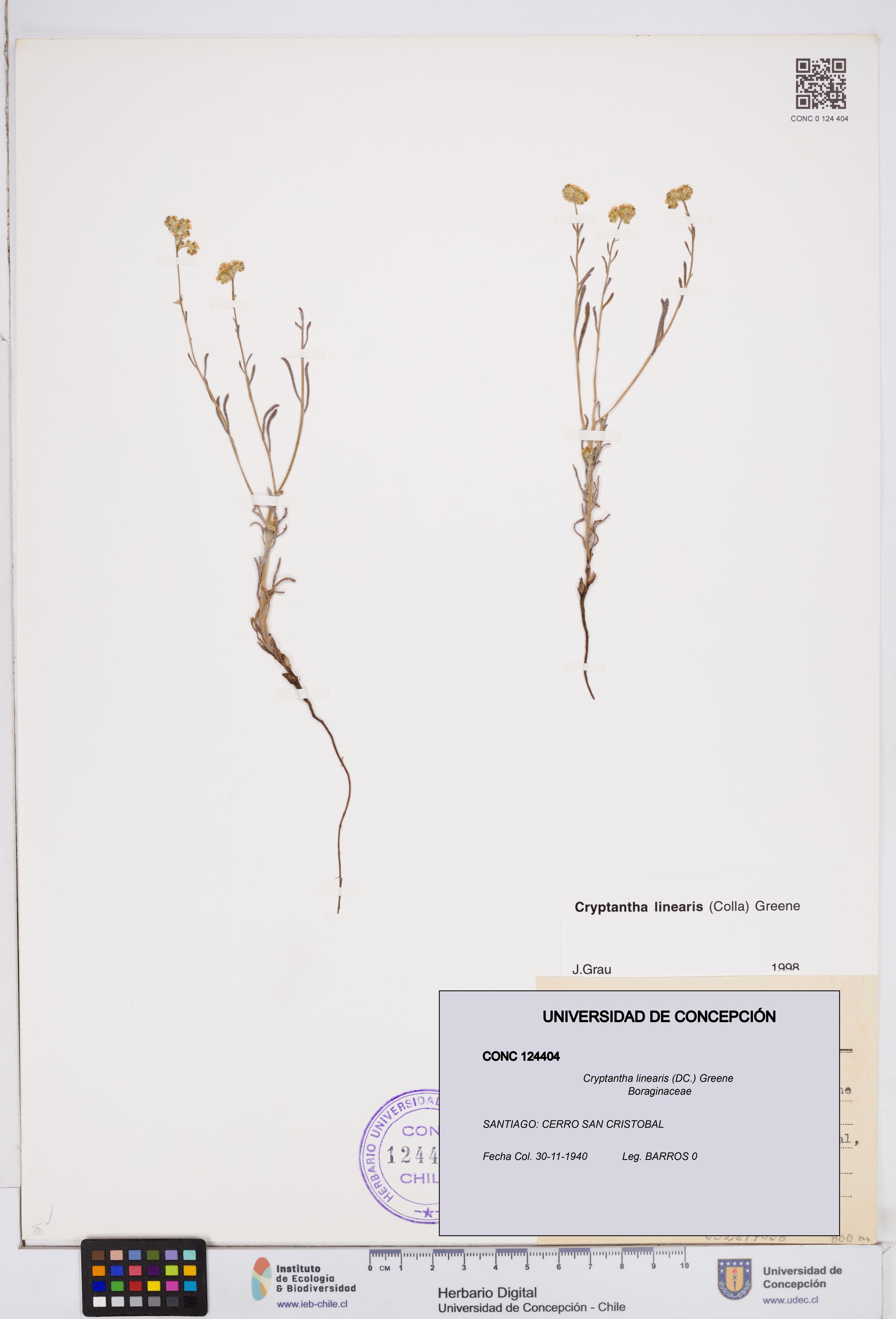Cryptantha linearis [Espécimen: ]