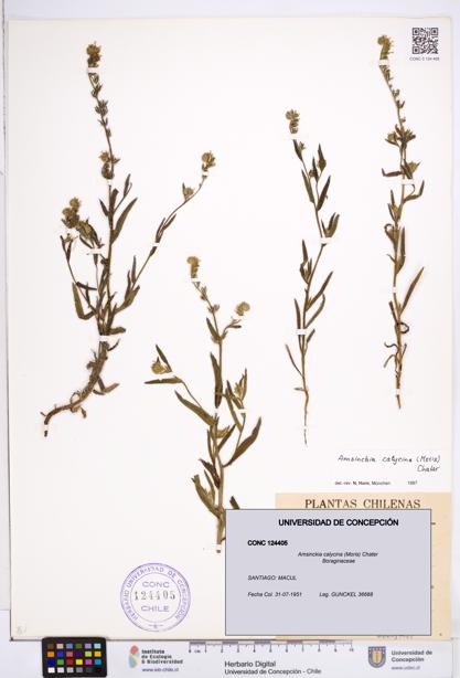 Amsinckia calycina [Espécimen: ]