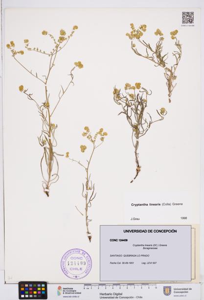 Cryptantha linearis [Espécimen: ]