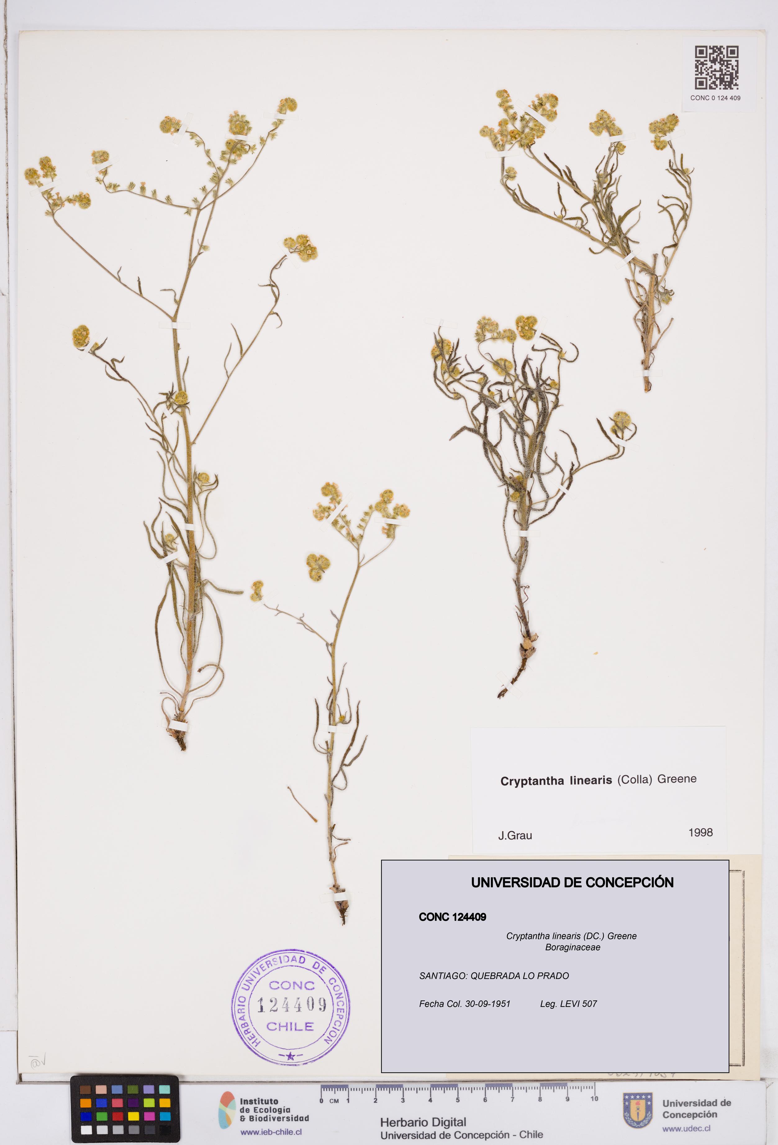Cryptantha linearis [Espécimen: ]