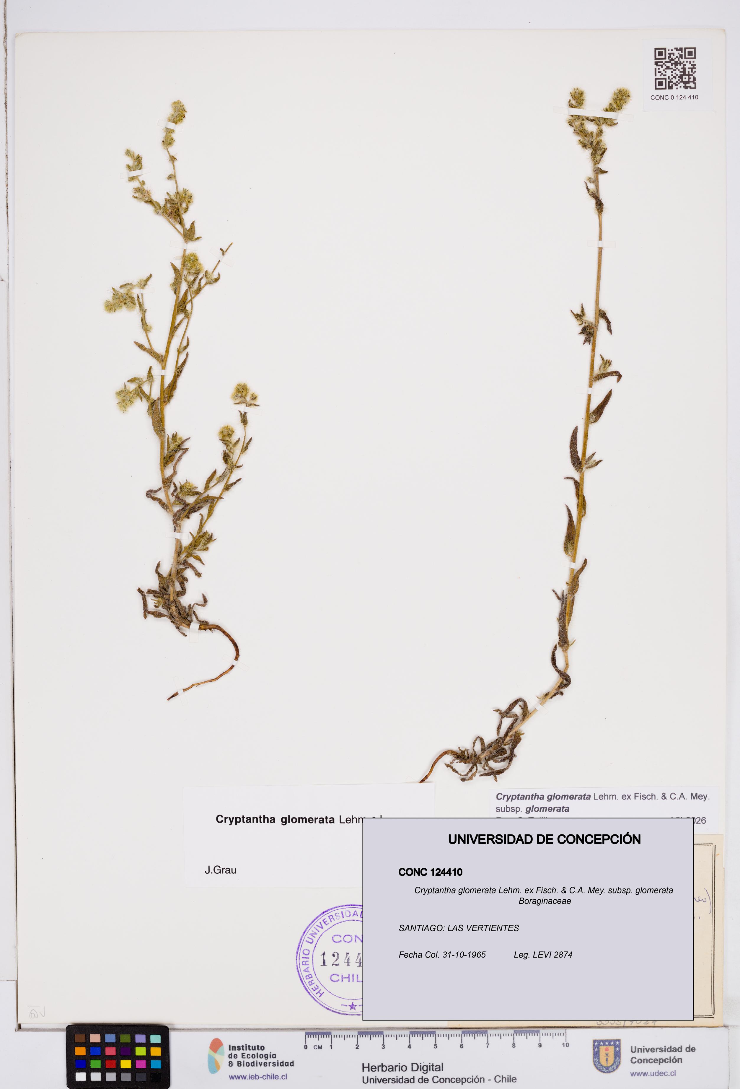 Cryptantha glomerata subsp. glomerata [Espécimen: ]