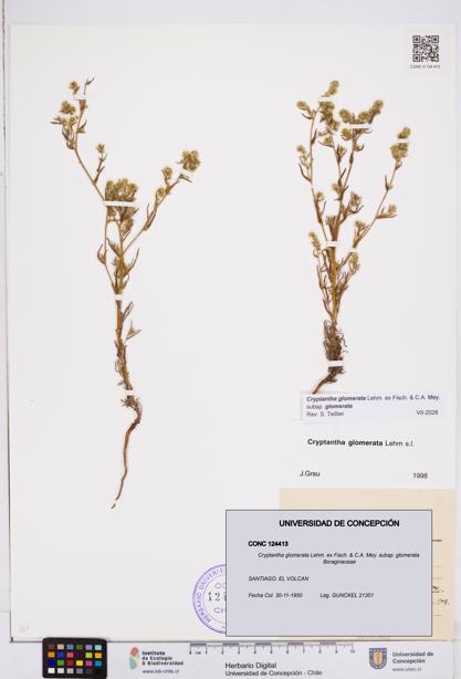 Cryptantha glomerata subsp. glomerata [Espécimen: ]