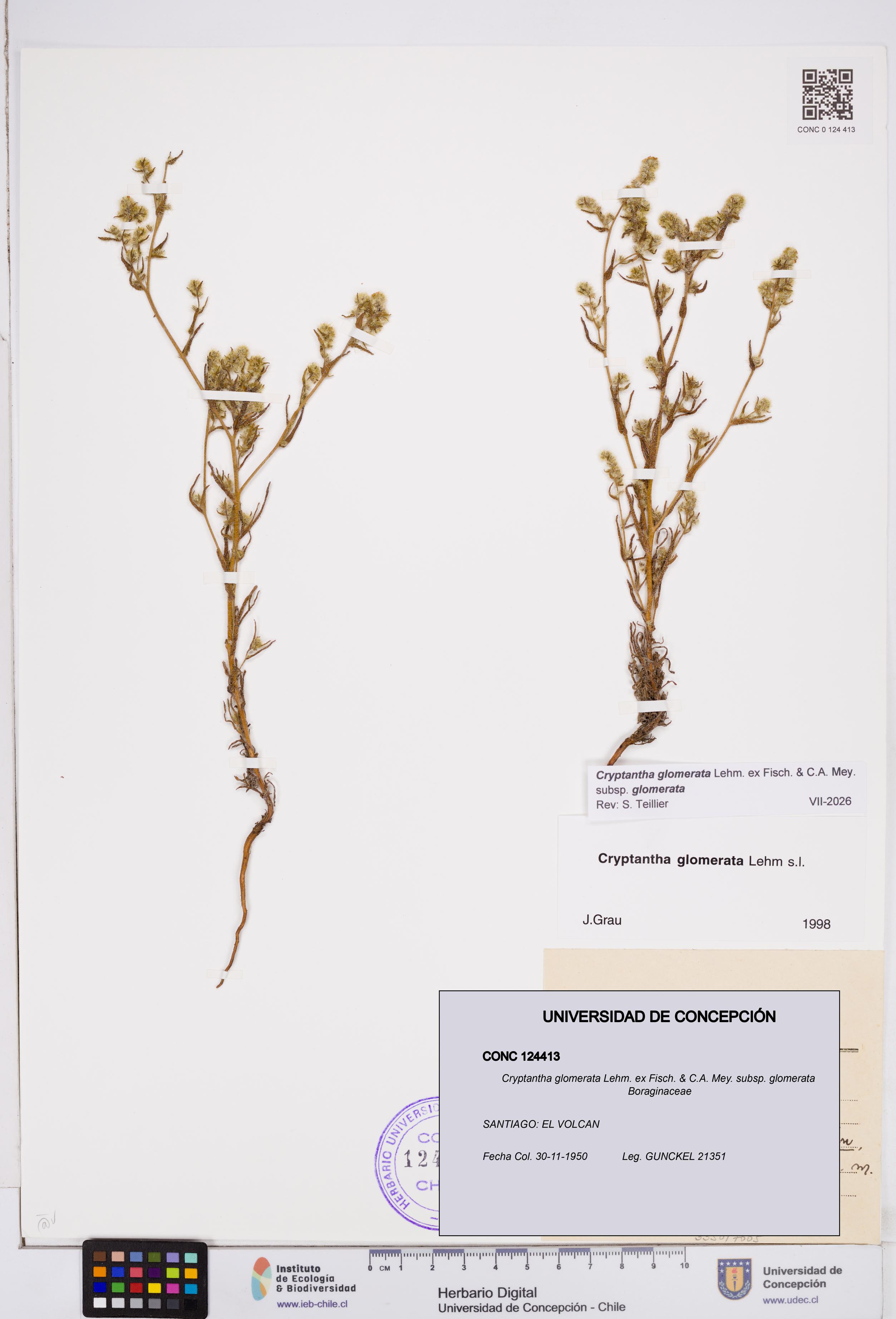 Cryptantha glomerata subsp. glomerata [Espécimen: ]
