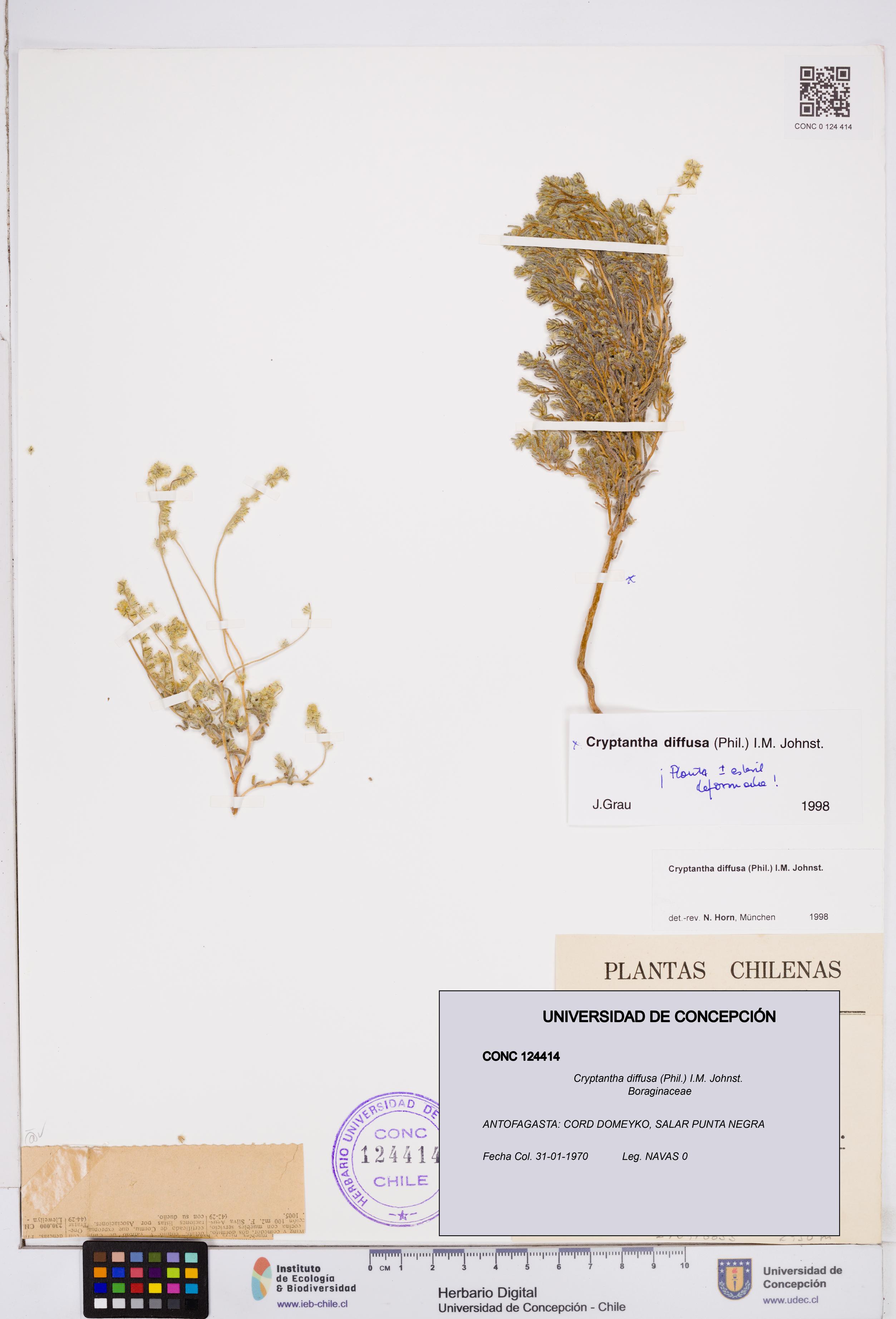 Cryptantha diffusa [Espécimen: ]