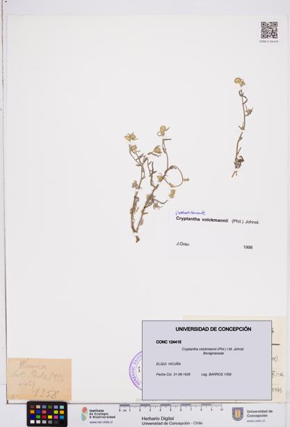 Cryptantha volckmannii [Espécimen: ]