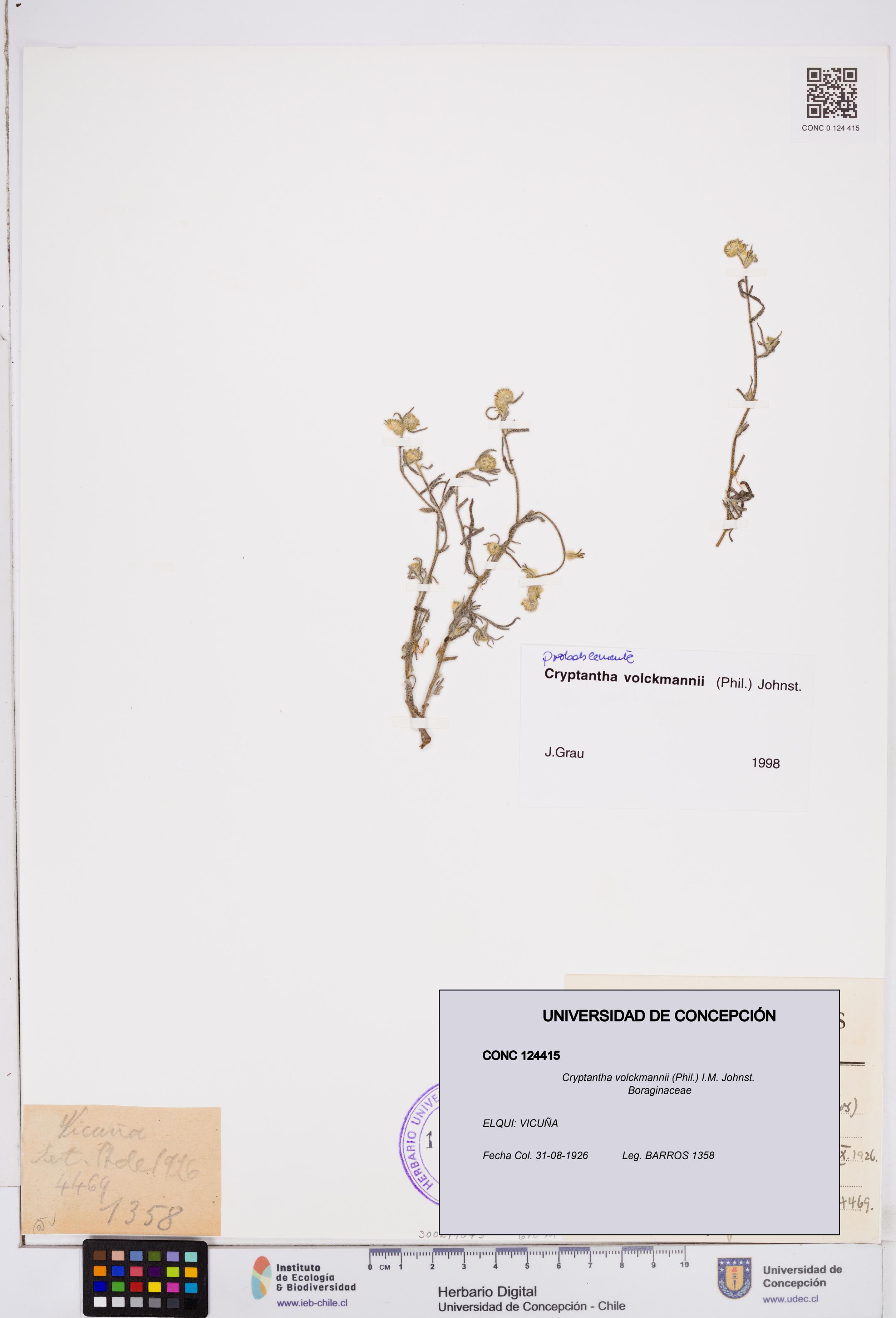 Cryptantha volckmannii [Espécimen: ]