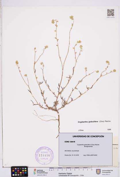 Cryptantha globulifera [Espécimen: ]