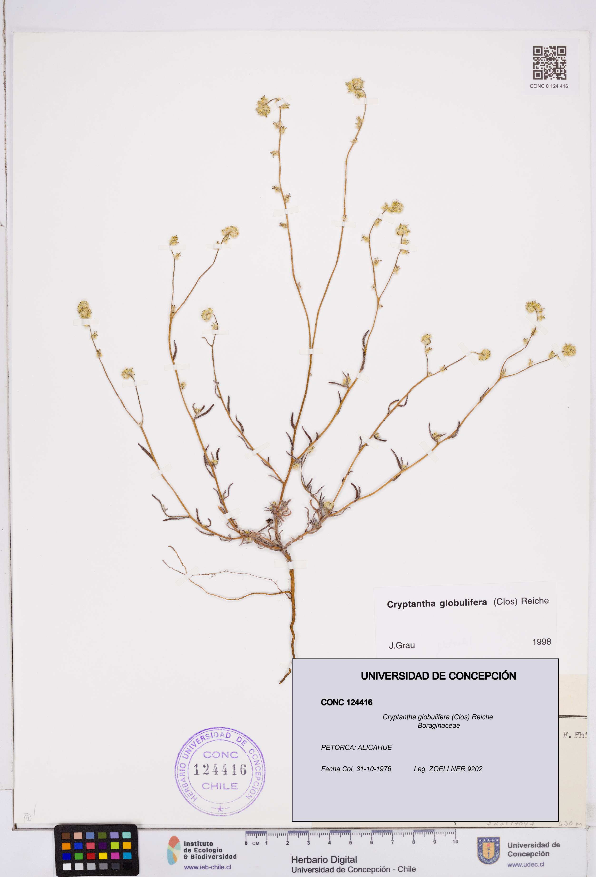 Cryptantha globulifera [Espécimen: ]