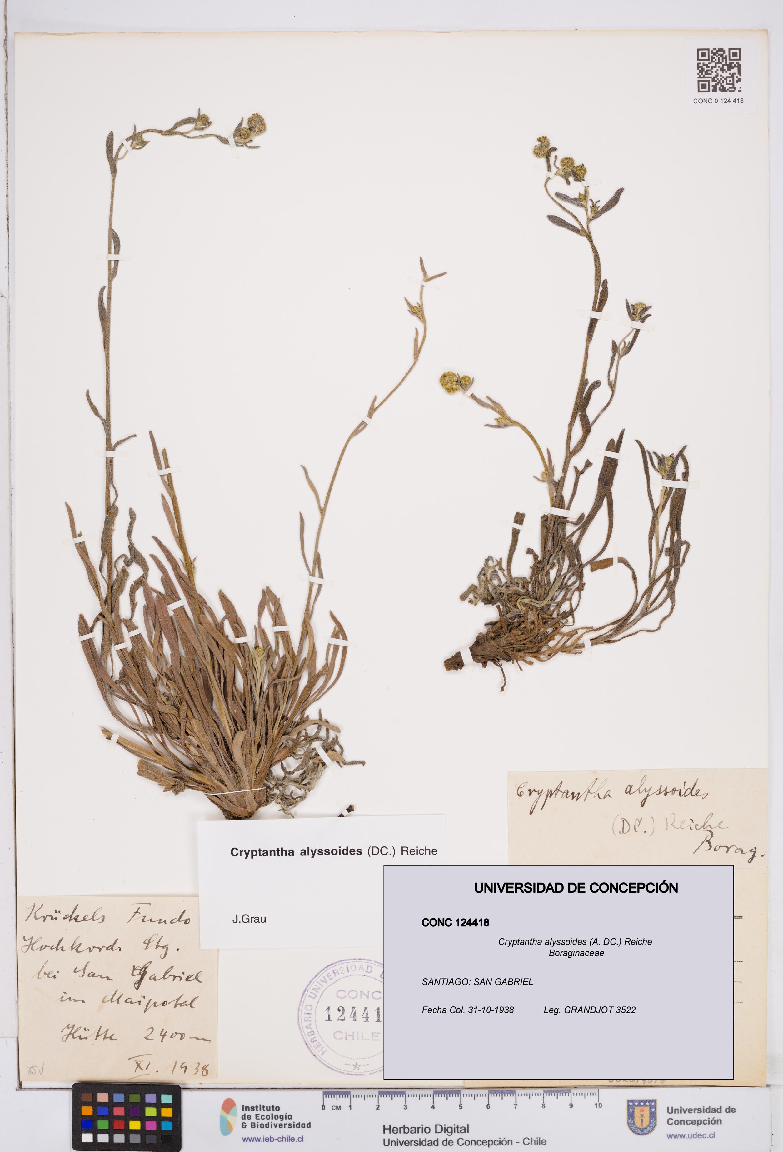 Cryptantha alyssoides [Espécimen: ]