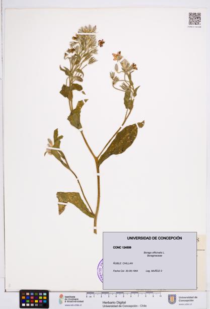 Borago officinalis [Espécimen: ]