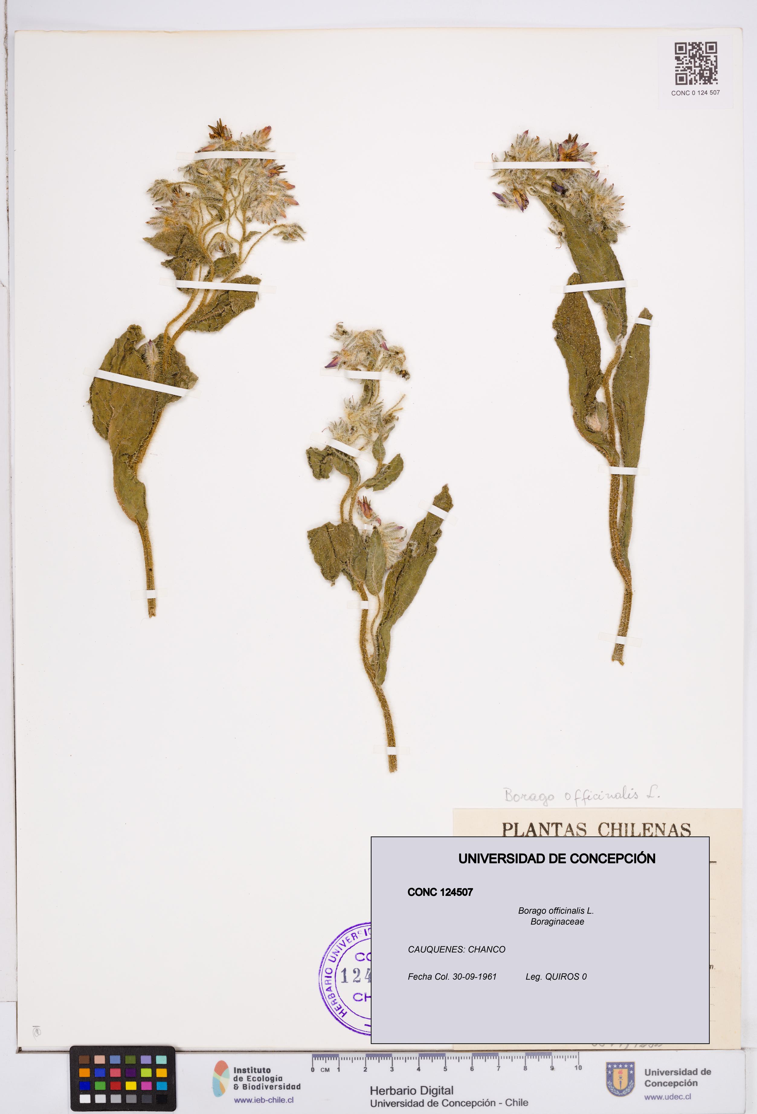 Borago officinalis [Espécimen: ]