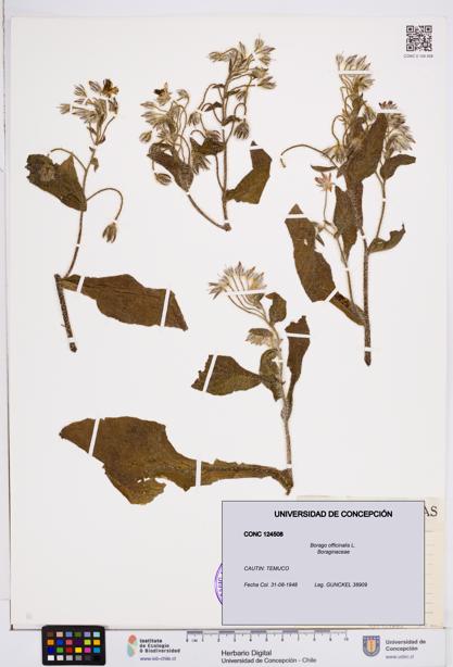 Borago officinalis [Espécimen: ]