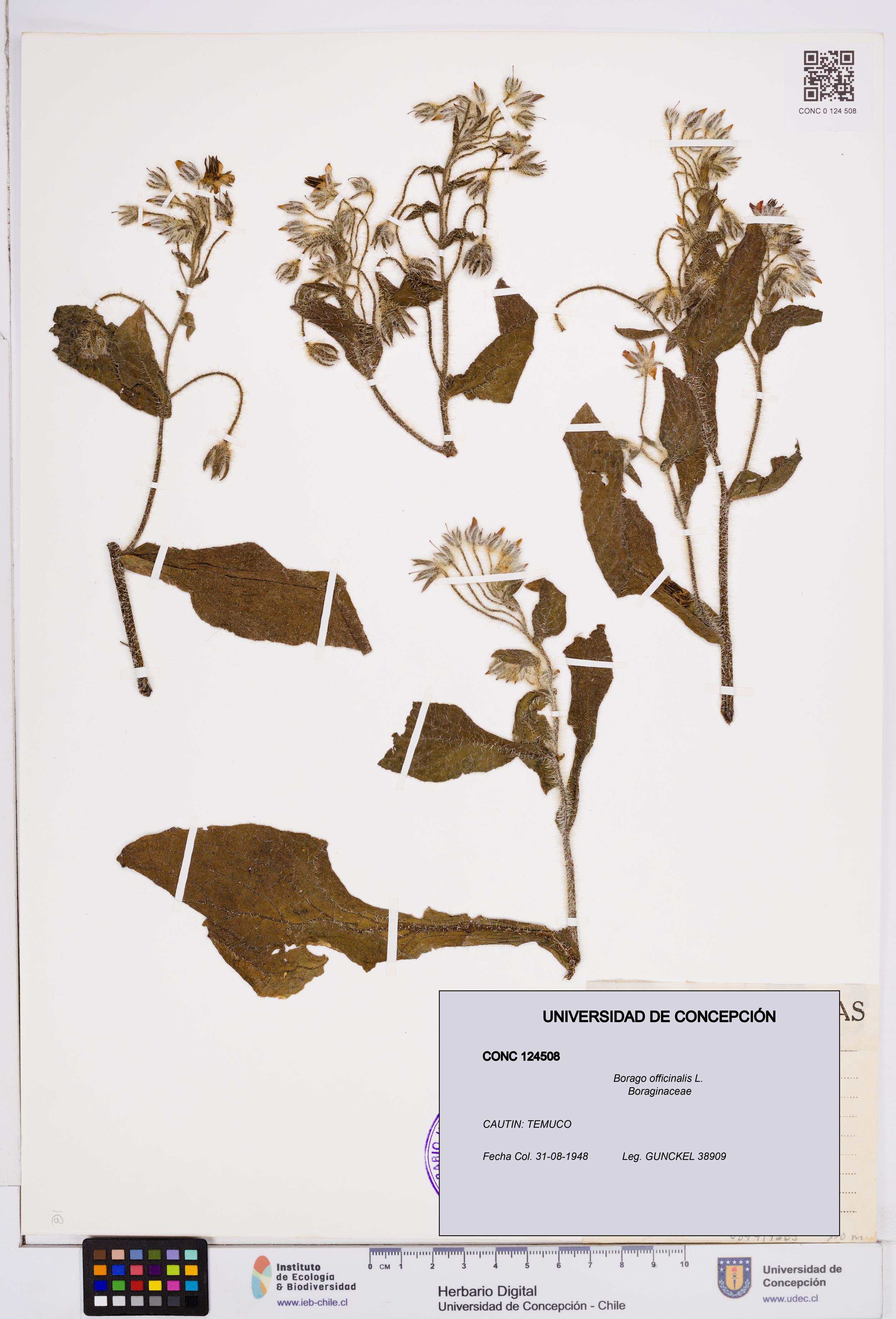 Borago officinalis [Espécimen: ]